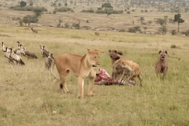 Sư tử đực thể hiện uy quyền, đánh đuổi linh cẩu cướp xác ngựa vằn