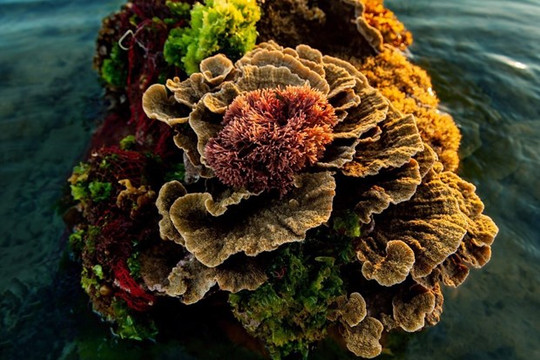 Vẻ đẹp của những rạn san hô hình thành trên trầm tích núi lửa Hòn Yến