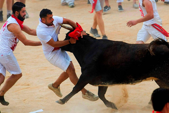 Một bước sai lầm khiến khán giả đứng xem lễ hội bò tót bị thương nặng