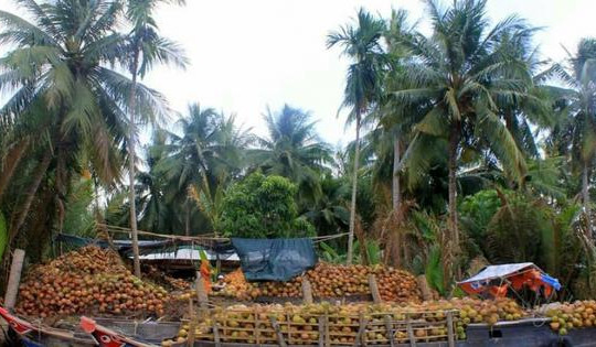 “Giải cứu” trái dừa khô đang ế ẩm tại "thủ phủ"