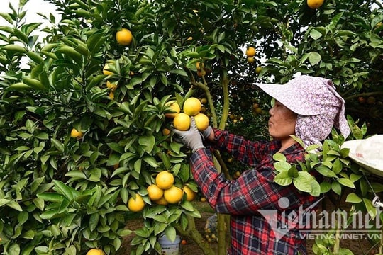 Cả thế giới đã thay đổi, Việt Nam vẫn hái trên cành, ăn tươi nguyên quả
