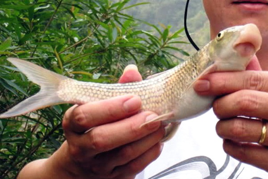 Việt Nam sở hữu loài cá chỉ 2 quốc gia có, vô cùng đắt đỏ