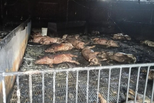 Hỏa hoạn tại trang trại khiến 400 con lợn chết cháy