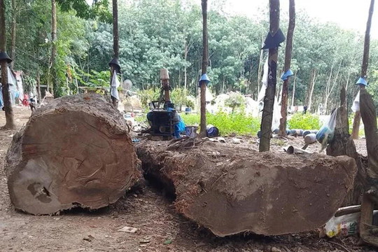Đào được khúc gỗ lạ dưới lòng đất, người đàn ông ở Kon Tum bị phạt 4 triệu đồng