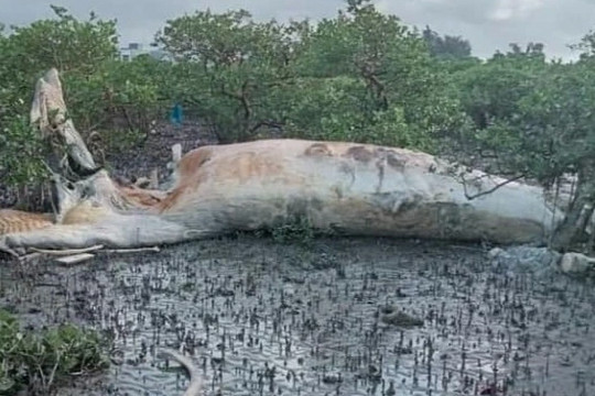Xác cá voi "khủng" nằm trong rừng ngập mặn ở Quảng Ninh
