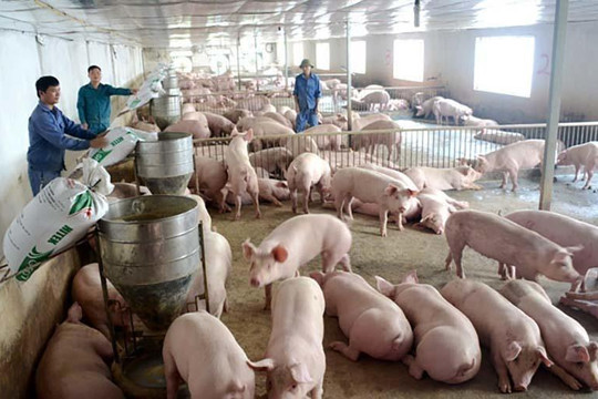 Thịt lợn hơi tăng mạnh, vượt 70.000 đồng/kg