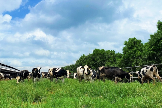 Hệ thống trang trại Vinamilk Green Farm đón thêm 1.550 bò sữa nhập khẩu từ Mỹ
