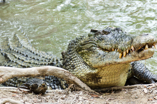Thiếu nữ bị cá sấu cắn tử vong khi đang tắm sông