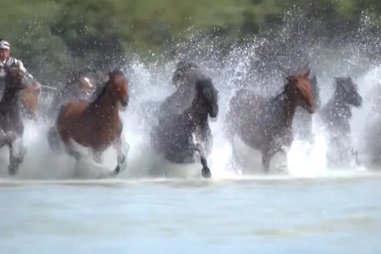 Mãn nhãn hàng ngàn con ngựa phi nước đại trên thảo nguyên