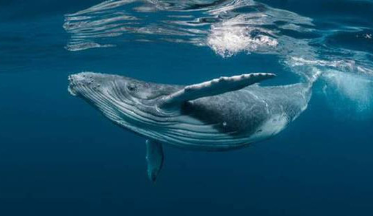 Kình lạc - bài ca bất tận của đại dương: Không hề biết cái chết của cá voi lại ý nghĩa đến thế!