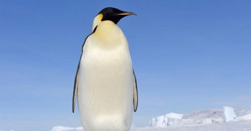 Tìm ra nguyên nhân khiến chim cánh cụt 'ngừng' tiến hóa