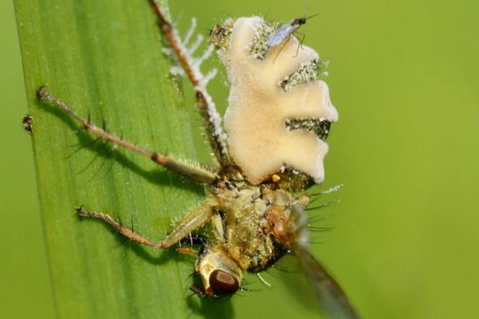 Phát hiện thú vị một loại nấm gây bệnh biến loài ruồi thành 'thây ma'