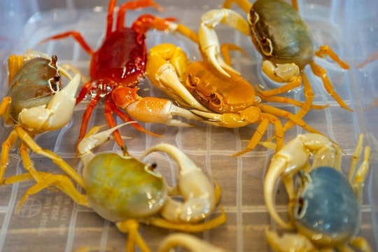 Độc lạ trào lưu chơi cua kiểng đắt đỏ, nhiều màu sắc ở Hà Nội