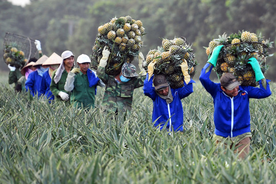 Trung Quốc giảm ăn hàng, cảnh báo thế mạnh Việt hụt thu hàng trăm triệu USD