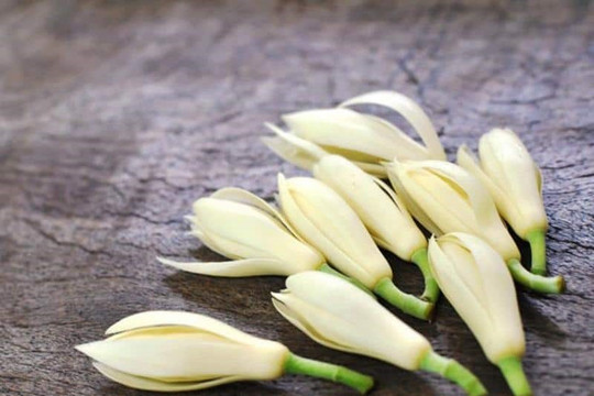 Những bài thuốc chữa bệnh hiệu quả bất ngờ từ hoa ngọc lan