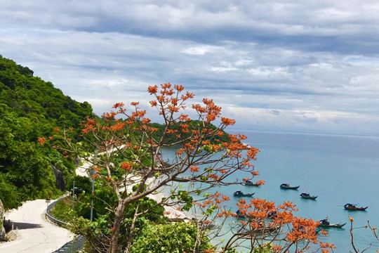 Sắc màu Cù Lao Chàm trong lễ hội ‘Mùa hoa ngô đồng đỏ’