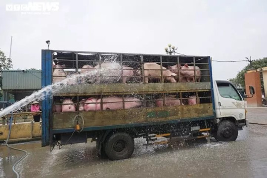 Giá heo hơi tăng cao, tiểu thương lại lo méo mặt