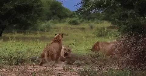Sư tử đực bị bầy sư tử cái xua đuổi thậm tệ