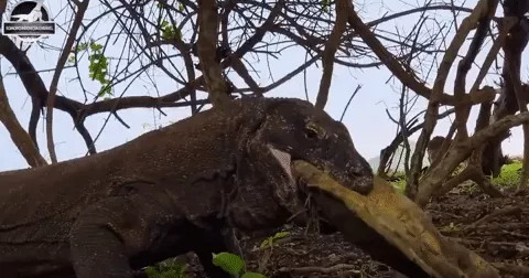 Rồng Komodo nghiền nát mai rùa bằng lực cắn khủng khiếp