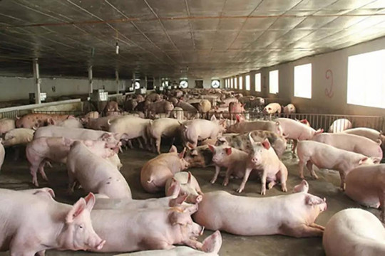 Ba tháng tăng liên tục, giá thịt lợn quay đầu giảm