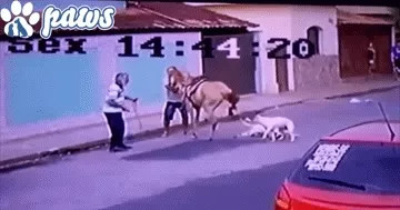 Cặp chó Pitbull hung hăng tấn công ngựa đua và cái kết