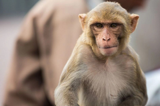 Đậu mùa khỉ là tình trạng khẩn cấp toàn cầu: 4 vấn đề quan trọng cần biết