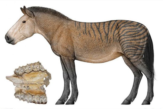 Phát hiện hóa thạch hệ động vật Hipparion 8 triệu năm tuổi ở Tân Cương