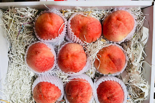 Quá lạ với trái cây Trung Quốc đắt đỏ, dân Việt vẫn ‘xếp hàng’ mua