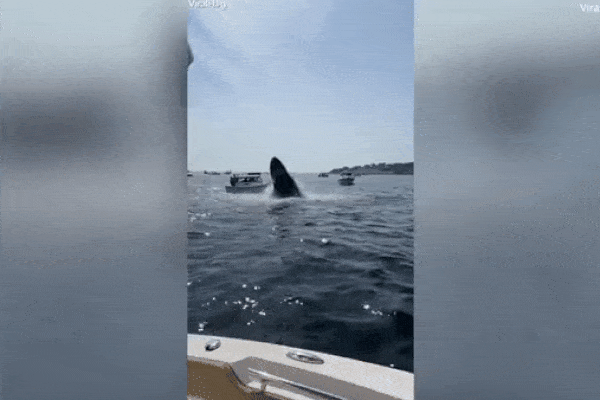 Đi ngắm cá voi khổng lồ, du khách hết hồn với trải nghiệm kém may mắn