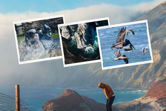 Từ Big Sur đến Sea Lion Point: Khúc tự tình của thiên nhiên dành tặng lữ khách