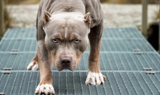 Chó dữ cắn chết người: Các địa phương nên lập đội bắt chó thả rông