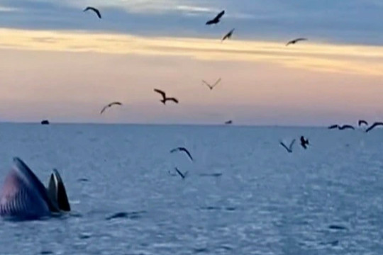 Đàn cá voi xanh liên tục xuất hiện ở vùng biển Đề Gi