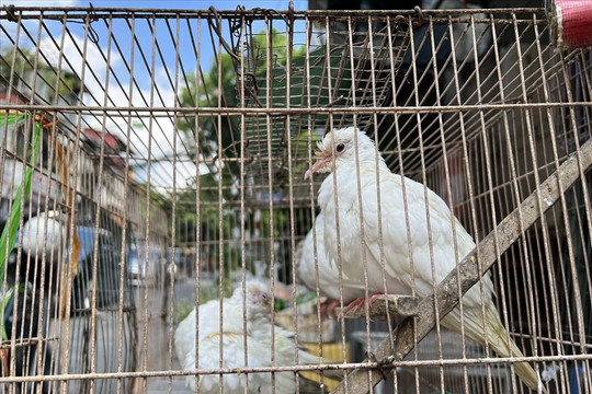 Cận cảnh phố chim Hà Nội mùa Vu Lan: Giá vọt lên cao gấp 2, 3 lần