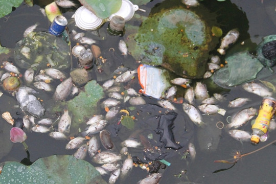 Cá chết bốc mùi hôi thối ở hồ sinh thái tại Quy Nhơn do bị sốc nhiệt?