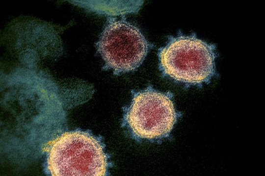 Hơn 65.000 người nhiễm virus giống chủng SARS-CoV ở Đông Nam Á mỗi năm