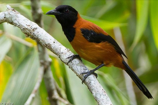 Pitohui, loài chim có độc duy nhất trên thế giới ở Papua New Guinea