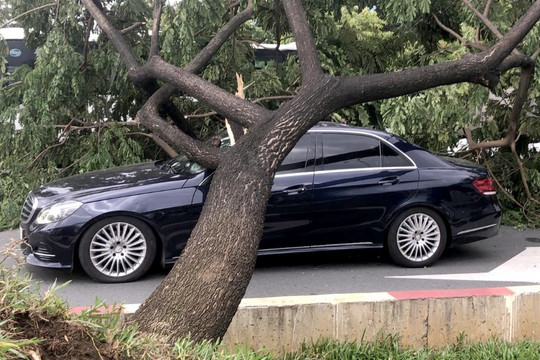 TPHCM: Gió lốc quật ngã hàng loạt cây xanh, đổ đè nhiều ô tô trên đường