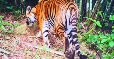 Hơn 2 thập kỷ loài hổ 'biến mất' ở Việt Nam trong tự nhiên