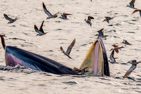 Tour đi xem cá voi xanh khổng lồ săn mồi ở Bình định đang nóng hừng hực!