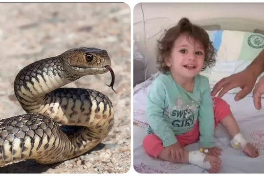 Choáng bé gái 2 tuổi bình thản giết chết con rắn vừa cắn mình