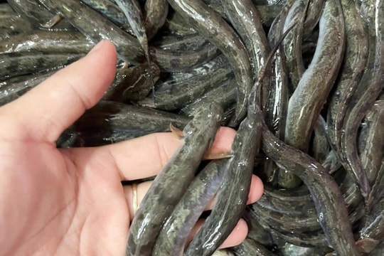 Giá cá kèo cao kỷ lục