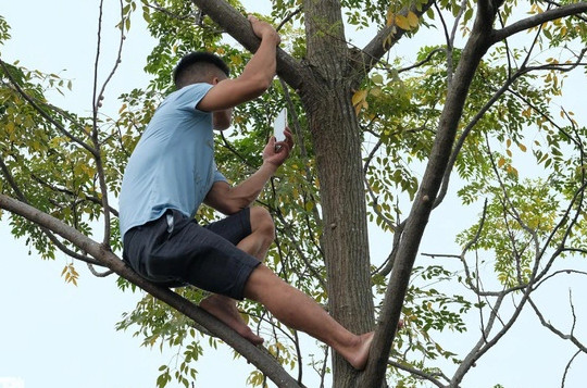 Trèo lên ngọn cây livestream vụ tìm kiếm cô gái mất tích ở Hà Nội
