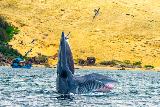 Khuyến cáo du khách giữ khoảng cách với cá voi ở Đề Gi