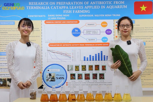 2 nữ sinh nghiên cứu, chế thành công thuốc kháng sinh cho cá cảnh từ lá bàng