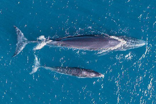 Có nên phát triển các tour du lịch ngắm cá voi ở Bình Định?