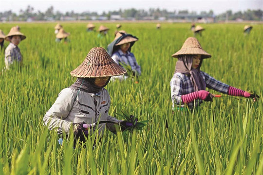 Đông Nam Á trước thách thức an ninh lương thực