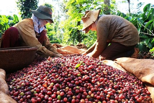 Mỹ mua lượng lớn cà phê Việt Nam nhưng trả giá bèo