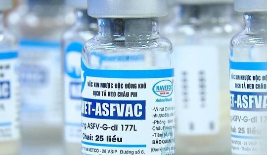 Chỉ đạo khẩn vụ gần 550 con heo chết sau tiêm vaccine dịch tả châu Phi
