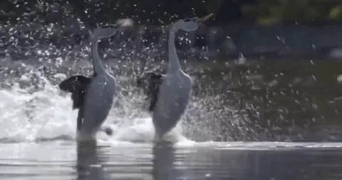 Loài chim duy nhất có khả năng đi trên mặt nước