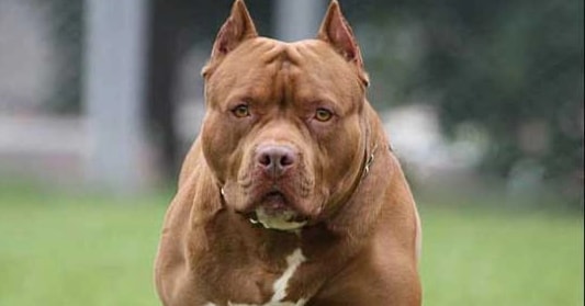 Con chó pitbull cắn chủ nhà tử vong đã bị tiêu hủy